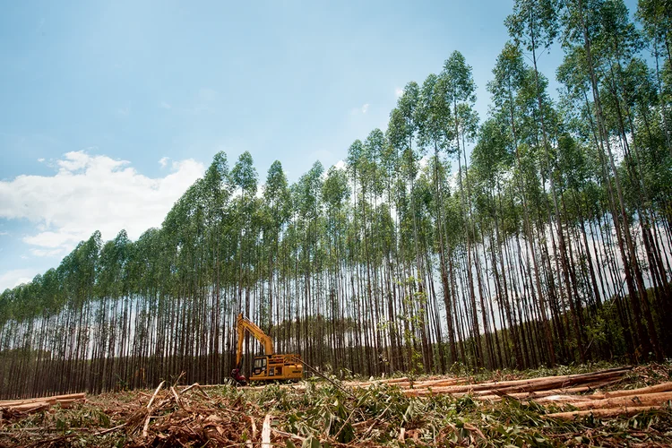 Produção da Eldorado: a venda da empresa ajudaria a pagar as dívidas do grupo J&amp;F (João Quesado/Exame)