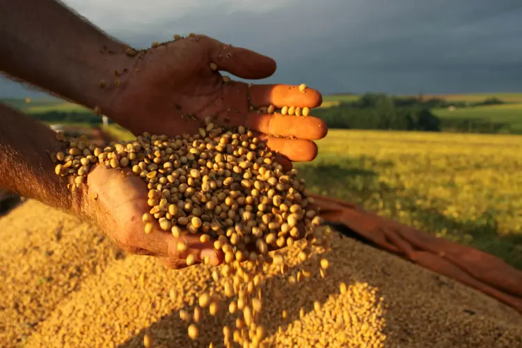 Soja: produtores do país têm sido surpreendidos por boas colheitas e margens positivas na temporada atual (Jonas Oliveira/Agência Brasil)