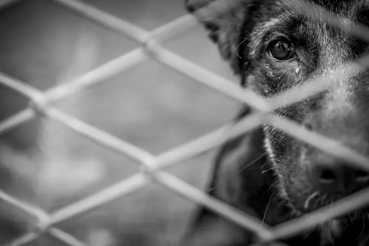 Em jaulas apertadas e sem nenhum tipo de comida, os cachorros esperam por horas até serem mortos pelos açougueiros (iStock/Thinkstock)