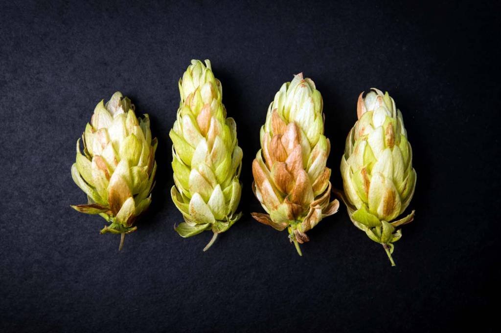 Cerveja preparada com flores? É a combinação perfeita