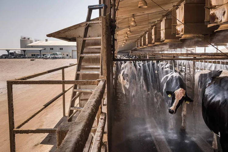 FAZENDA NA ARÁBIA SAUDITA:  preço do leite é controlado pelo governo, apesar do aumento dos custos da produção — como ração e a ducha para os animais se refrescarem no deserto / Sergey Ponomarev/ The New York Times