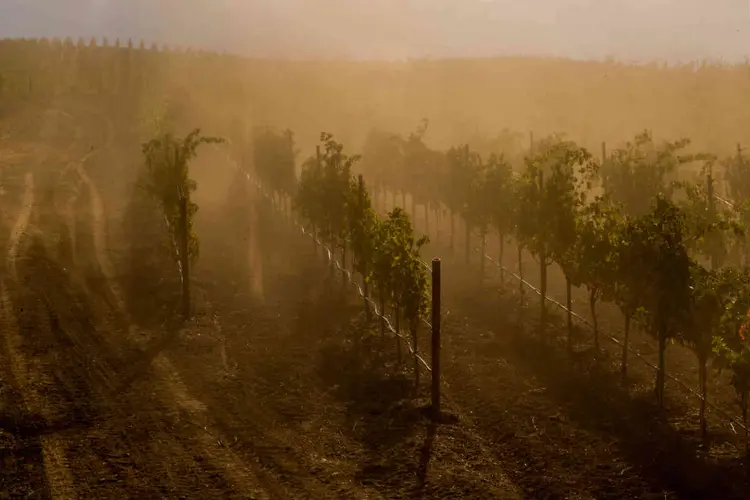 JACKSON FAMILY WINES, NA CALIFÓRNIA: drones e tecnologia de ponta contra a seca e o aumento da temperatura / Jason Henry/The New York Times