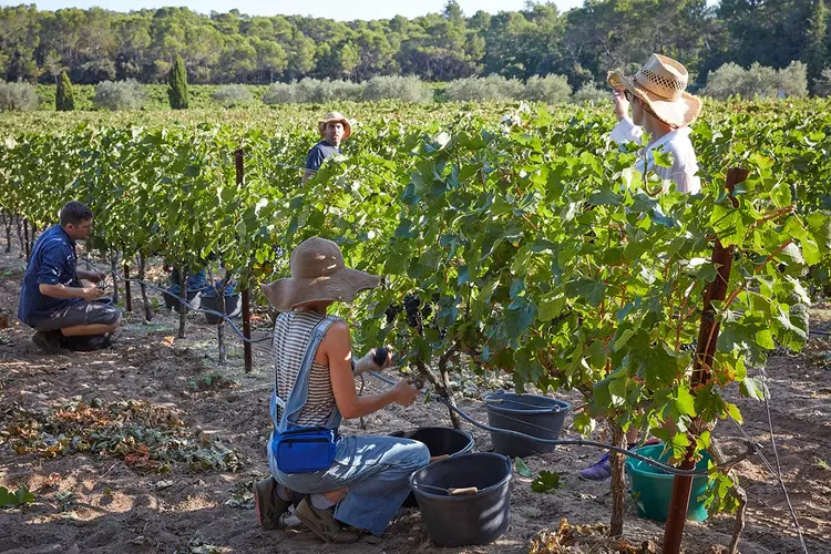 COLHEITA DA UVA: no Domaine Rouge-Bleu, perto de Sainte-Cecile-les-Vignes, turistas são voluntários na plantação — uma experiência única para estrangeiros e uma redução de custos  para os donos das vinícolas   / Andy Haslam/ The New York Times