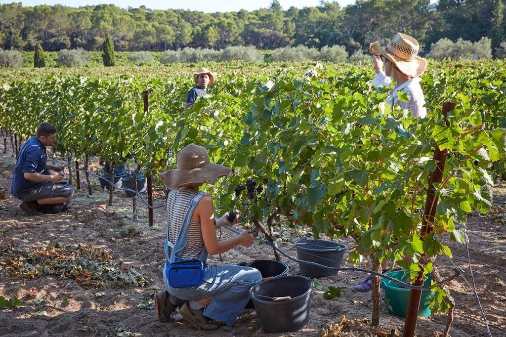 Vinhos: a estratégia do turismo voluntário