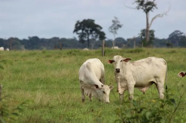 Gado: a doença não tem cura e pode ser transmitida ao homem pelo contato com a saliva dos animais infectados (Chris Arsenault/Reuters)