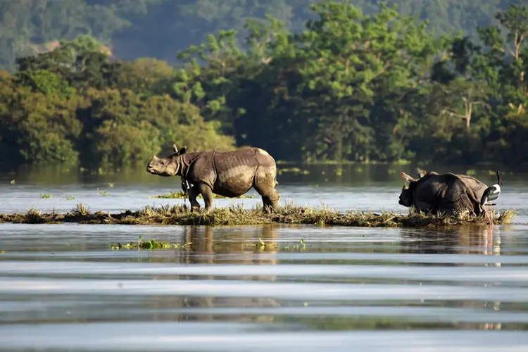 Enchentes na Índia: país se esforça para ajudar os rinocerontes e outras espécies selvagens que passaram a correr riscos (Anuwar Hazarika/Reuters)