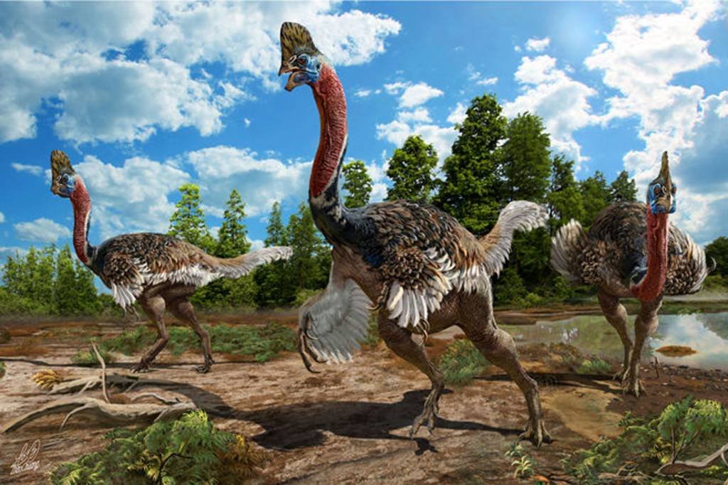 Corythoraptor jacobsi: a espécie possuía uma crista semelhante à encontrada no casuar-do-sul, uma ave não-voadora nativa da Austrália (Zhao Chuang/Scientific Reports/Reprodução)