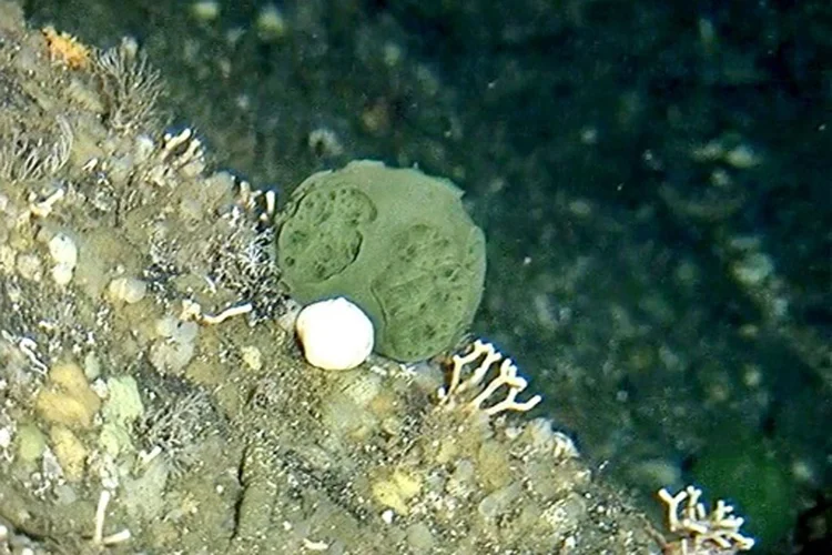 Esponja: o câncer de pâncreas é especialmente difícil de ser tratado (National Oceanic and Atmospheric Administration (NOAA)/Arquivos/AFP)