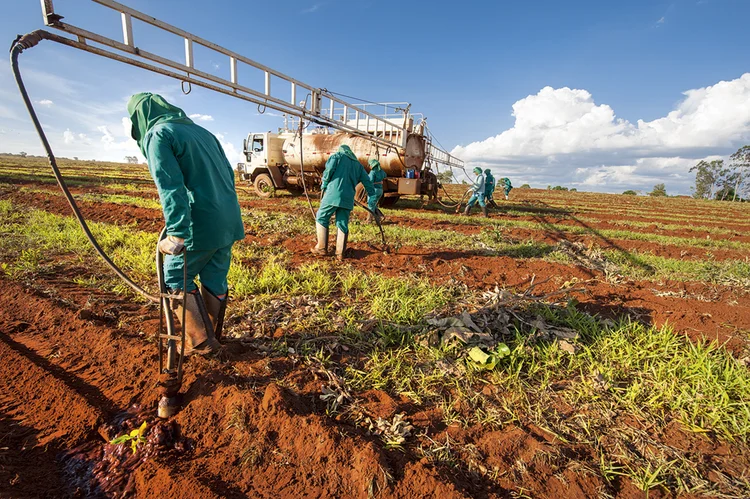 Plantação de eucalipto da Eldorado Brasil Celulose: J&amp;F e Paper Excellence disputam o controle (João Quesado/Divulgação)