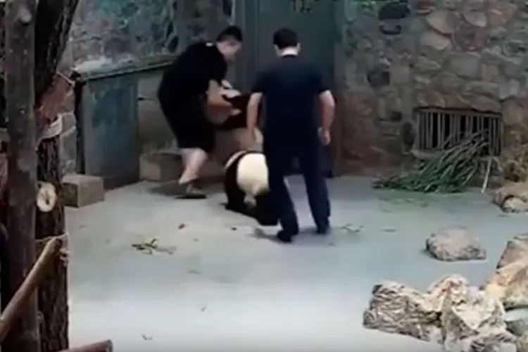 Vídeo: os funcionários alegam ter agido em legítima defesa diante do comportamento agressivo dos animais (Youtube/Reprodução)