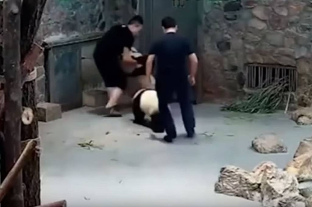 Vídeo de supostos maus-tratos a pandas gera polêmica na China