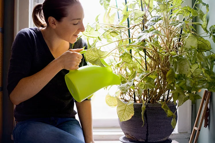 Plantas em casa: jardinagem pode ajudar a controlar ansiedade em tempos de quarentena (Jupiterimages/Thinkstock)