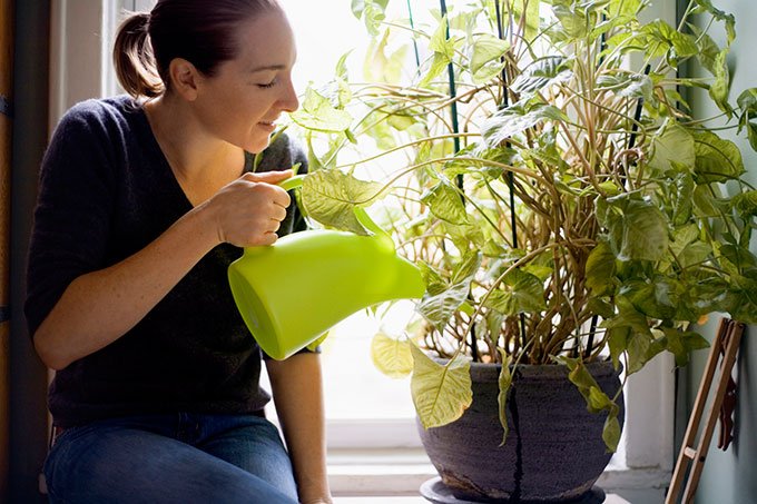 Guia para cuidar de plantas em casa (e as 10 mais simples de