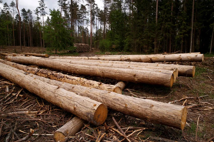 Polônia: o Tribunal Europeu de Justiça ordenou que a Polônia pare imediatamente com o desmatamento de larga escala na floresta antiga (Kacper Pempel/Reuters)