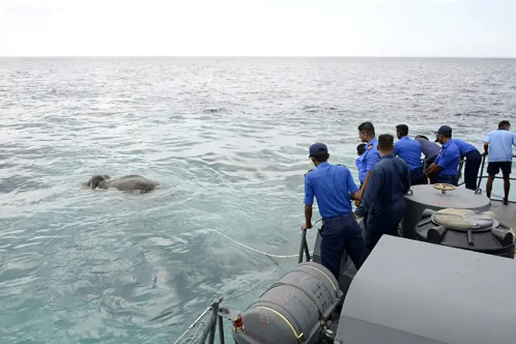 Resgate: durante a operação, o animal lutava para se manter na superfície (Marinha do Sri Lanka/Handout/AFP)