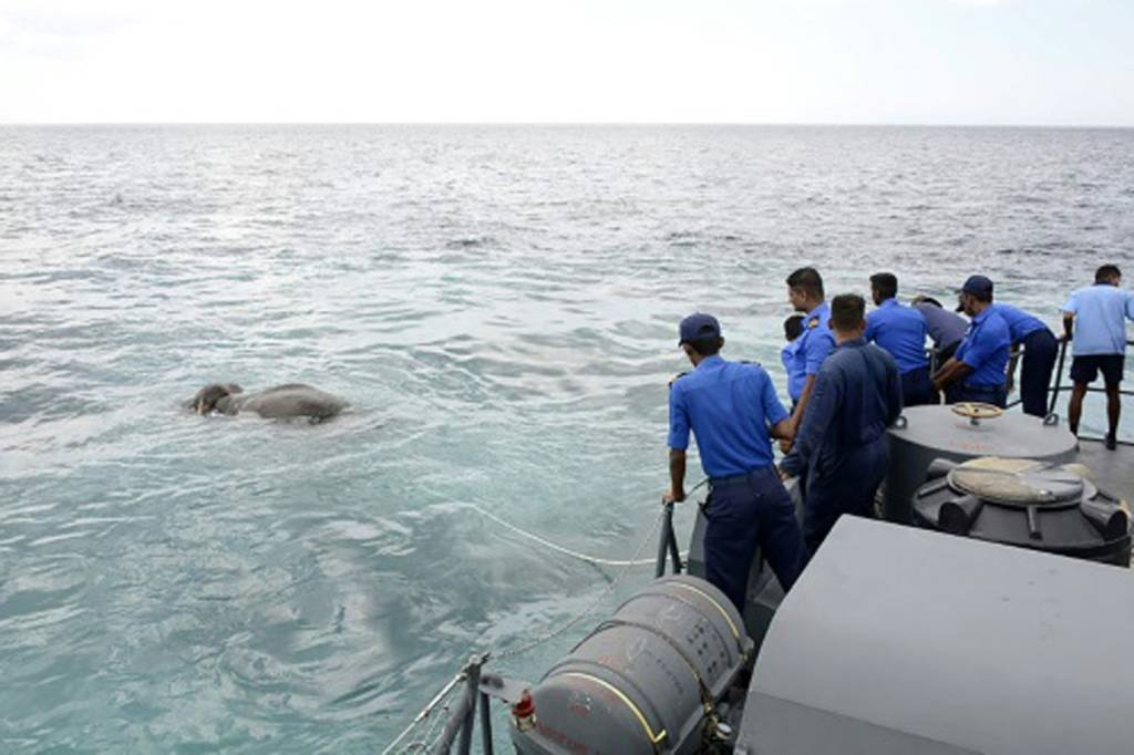 Marinha do Sri Lanka faz resgate de elefante perdido em alto-mar