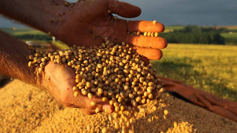 Novo relatório mostra queda na produção de grãos na próxima safra