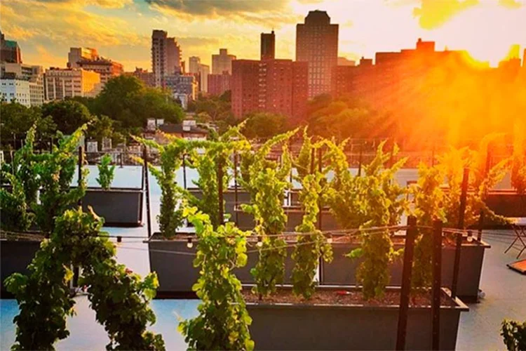 Rooftop Reds (Rooftop Reds/Instagram/Reprodução)