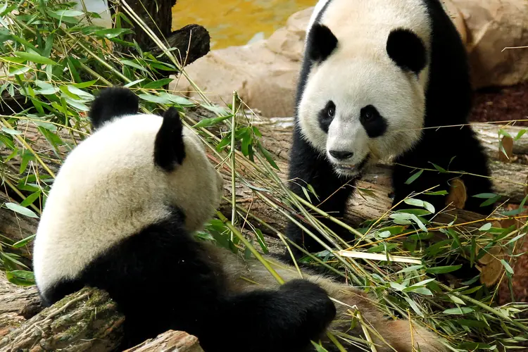 Casal de pandas: só 19 parques zoológicos no mundo abrigam ursos pandas fora da China (Benoit Tessier/Reuters)