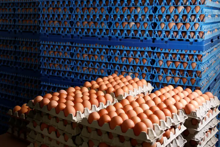 Produção de ovos: Comissão Europeia fará uma reunião com representantes desses países, em 26 de setembro próximo, para "tirar as lições" da crise de produção de ovos (Francois Lenoir/Reuters)