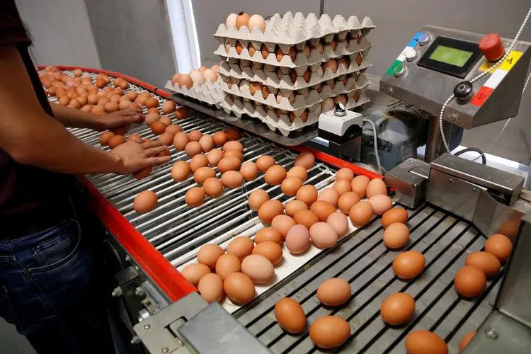 Ovos inspecionados: ministro declarou que "os níveis de contaminação (nos ovos) não representam um risco para o consumidor" (Francois Lenoir/Reuters)