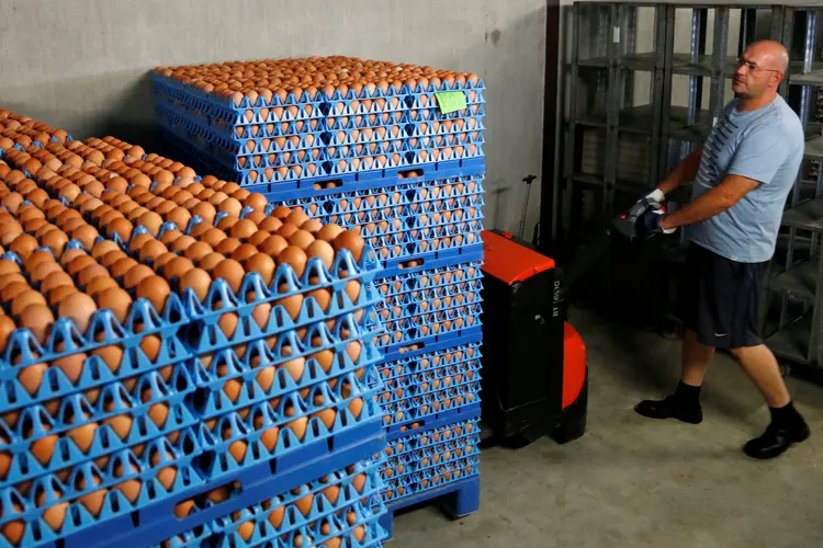 Produção de ovos: Holanda emitiu um alerta europeu no dia 2 de agosto após ter descoberto remessas de ovos contaminados com fipronil (Francois Lenoir/Reuters)