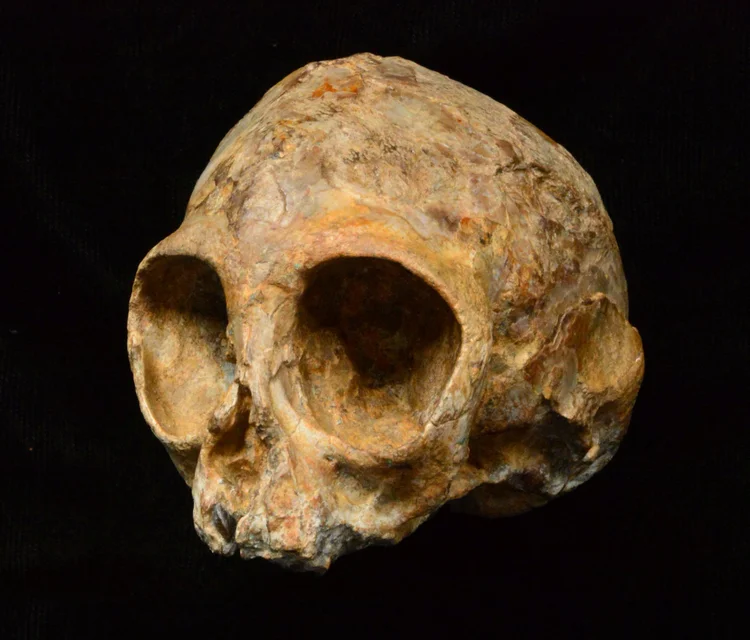 Fóssil do "Nyanzapithecus alesi": o crânio apresenta uma "característica importante" para relacioná-lo aos símios atuais (Fred Spoor/Stony Brook University/Reuters)