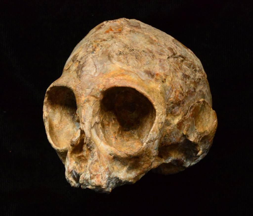 Fóssil do "Nyanzapithecus alesi": o crânio apresenta uma "característica importante" para relacioná-lo aos símios atuais (Fred Spoor/Stony Brook University/Reuters)
