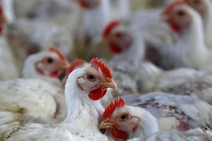 Governo confirma primeiro caso de gripe aviária em granja comercial no Brasil