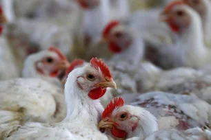 Imagem referente à matéria: Governo confirma primeiro caso de gripe aviária no Brasil