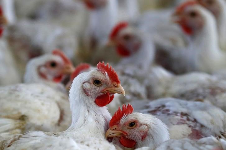 China suspende a importação de frango de dois frigoríficos brasileiros
