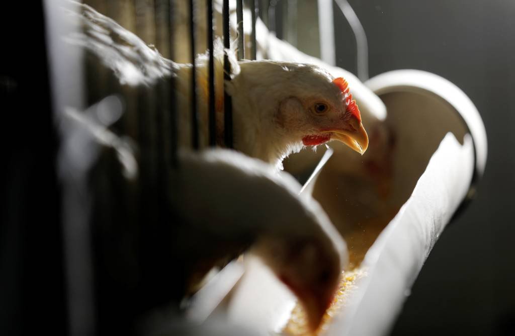 China vai taxar frango brasileiro em até 32% por cinco anos