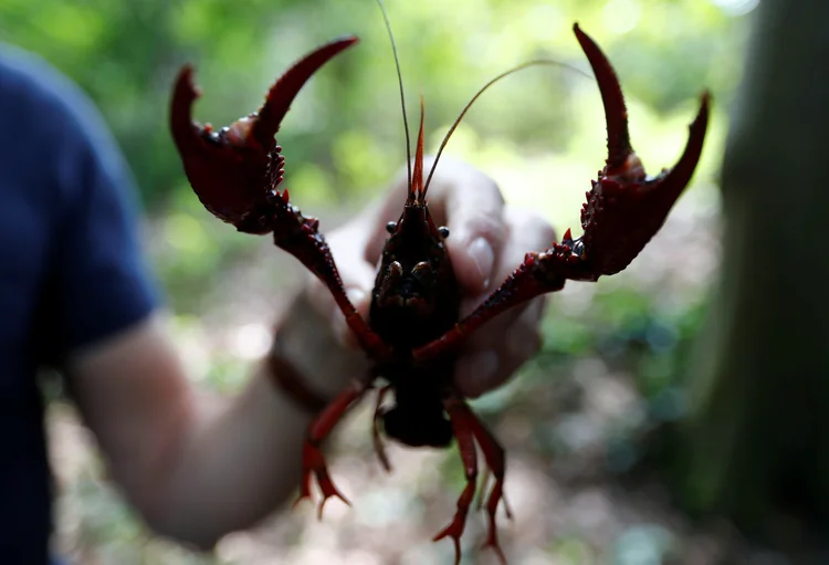 Lagostins: o lagostim-vermelho é originário do México e do sudeste dos Estados Unidos (Fabrizio Bensch/Reuters)