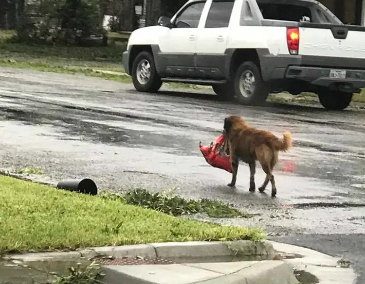 Harvey: cachorro caminha com saco de ração na boca após passagem de furacão no Texas (Facebook/Reprodução)