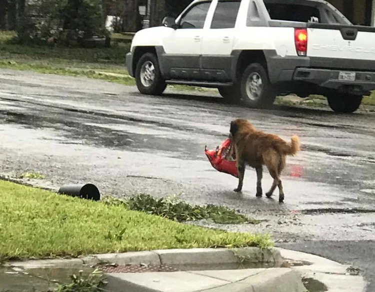 Harvey: cachorro caminha com saco de ração na boca após passagem de furacão no Texas (Facebook/Reprodução)