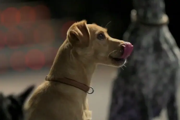 Três cães atores passaram uma semana treinando a cena diariamente no cinema onde o filme foi gravado (Foto/Reprodução)