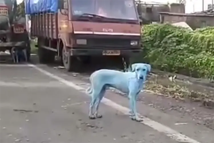 Cachorro azul: rio tingiu pelos do animal  (Viral Press/Reprodução)
