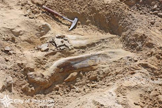Raro fóssil de dinossauro é encontrado em construção nos EUA