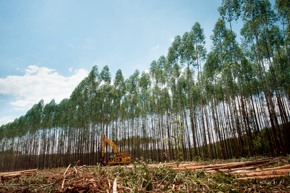 Eldorado Brasil atinge novos recordes de produção e exportação