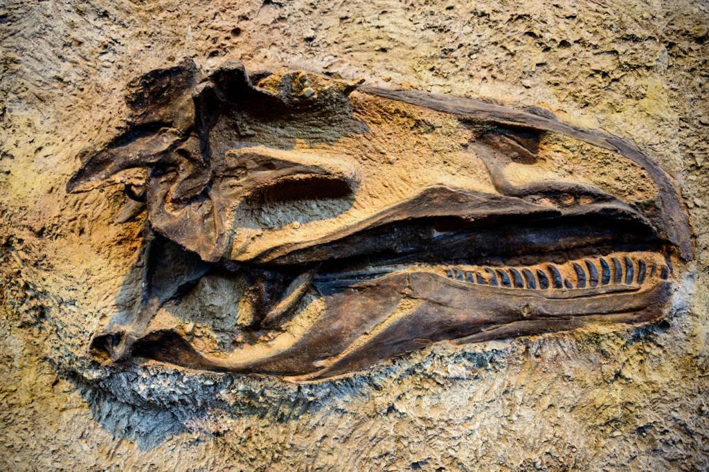 Fóssil: o achado servirá de base para estudos sobre a vida dessas espécies (zrfphoto/Thinkstock)