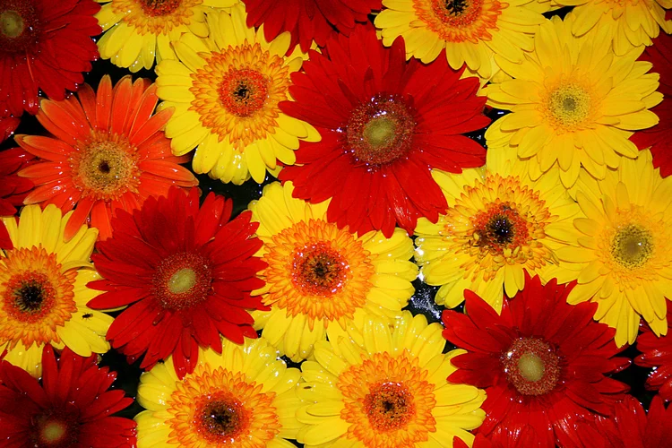 Expoflora: exposição de flores e plantas que começa hoje e vai até 24 de setembro, em Holambra (foto/Wikimedia Commons)