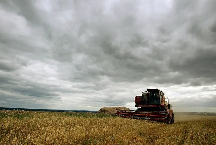 Lavouras de trigo podem ser fortemente atingidas pela geada neste domingo (Oleg Nikishin/Getty Images)