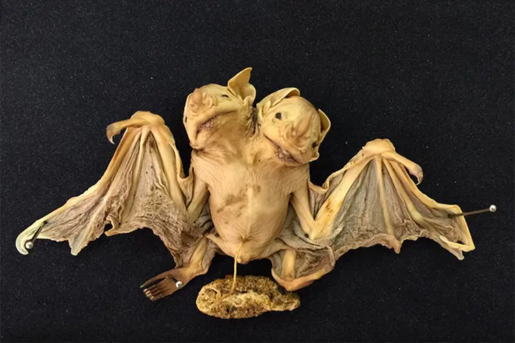 Morcego: animal tinha duas cabeças e coluna em Y (Dr. Nadja L. Pinheiro/Divulgação)