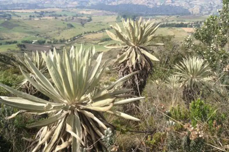 Novo método de análise da composição química mostra como plantas andinas se distribuem geograficamente, levando ao entendimento da sua história evolutiva (Federico Padilla/Agência Fapesp)