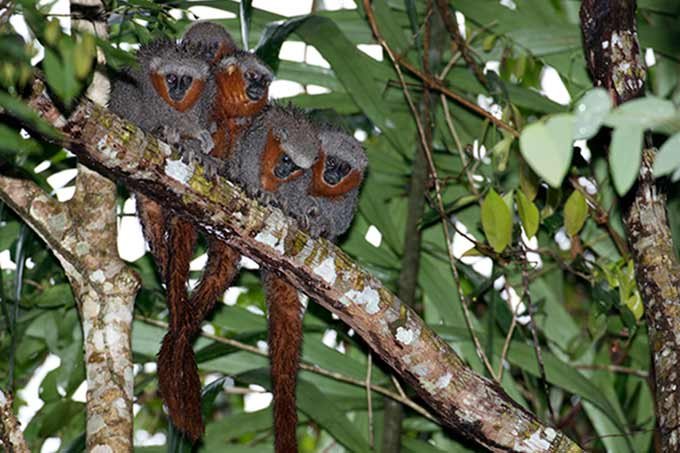 Nova espécie na Amazônia: macaco zogue-zogue- rabo-de- fogo (Plecturocebus miltoni). (Bret Whitney/ WWF/Divulgação)