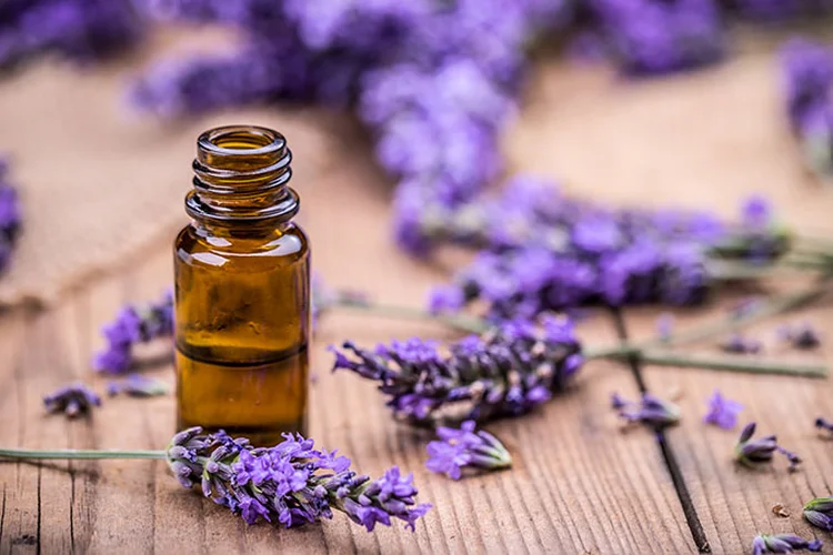 O cheiro da lavanda pode ser um forte aliado ao sono tranquilo (grafvision/Thinkstock)