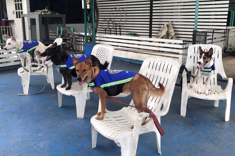Cães com os coletes: ainda há muitos testes a serem feitos antes que o colete possa ser introduzido em comunidades (Juarawee Kittisilpa/Reuters)