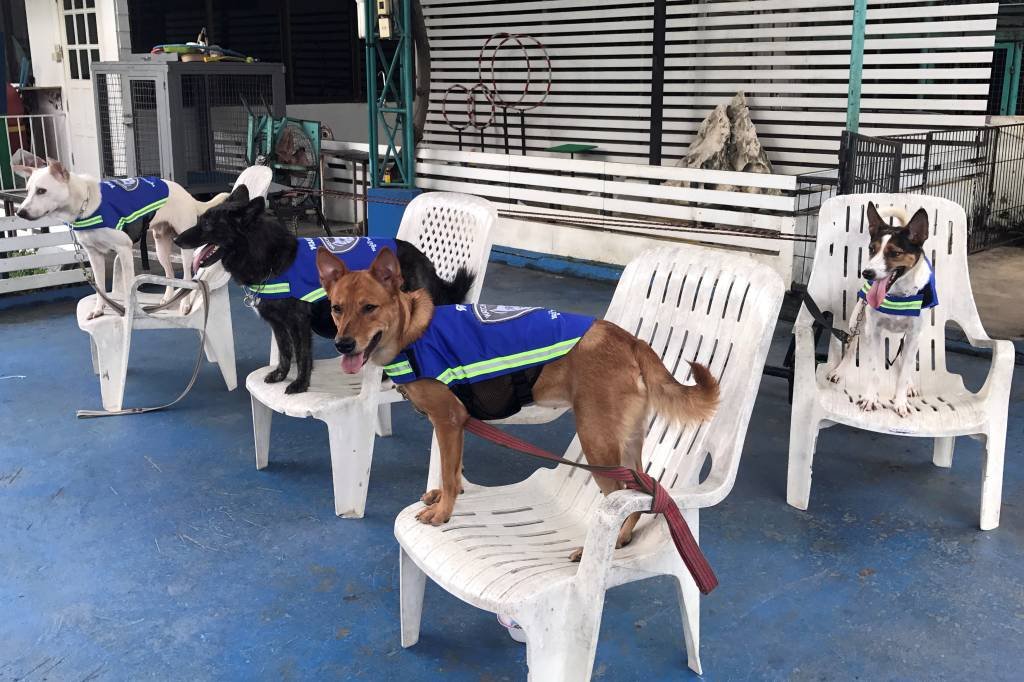 Cães tailandeses viram guardiões das ruas com colete inteligente