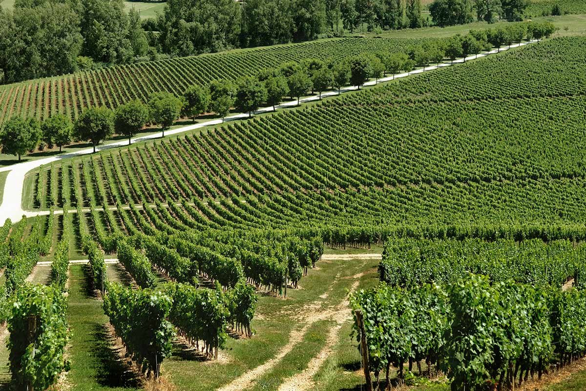 Os vinhos malbec renasceram na França