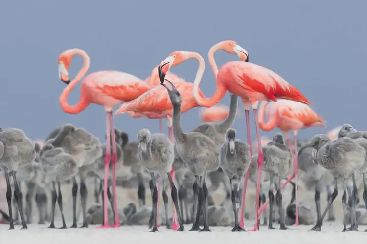 Foto de Alejandro Prieto Rojas, México: 
ouro na categoria retrato e melhor fotógrafo de pássaros de 2017. (Alejandro Prieto Rojas/2017 Bird Photographer of the Year Awards/Reprodução)